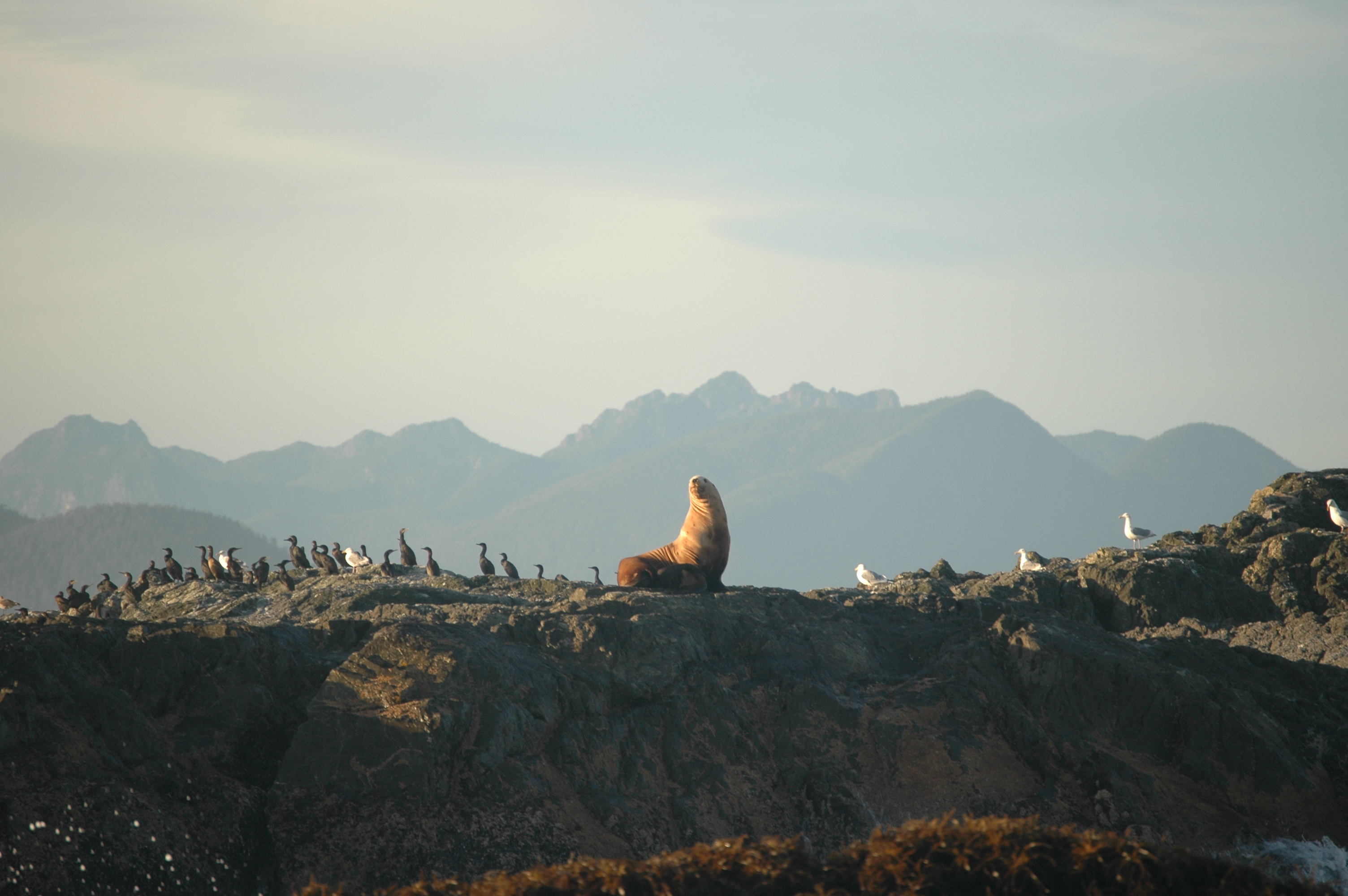 photos/wildlife/Mammal_Species/Steller Sea Lion/20070920-Canada-01.jpg